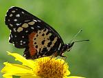 Butterflies and Flowers