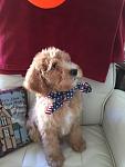 Howdy Doodle Pet Sitting & Dog Training