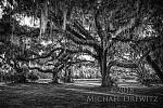 Spanish Moss