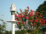 Crepe Myrtle & Birdhouse