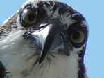 osprey eyes