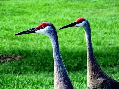 sand cranes