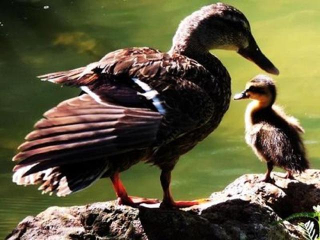 mom and baby duck