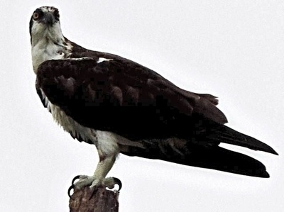 osprey