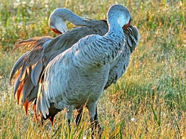 sand cranes at sunrise