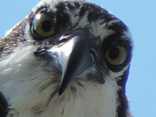 osprey eyes