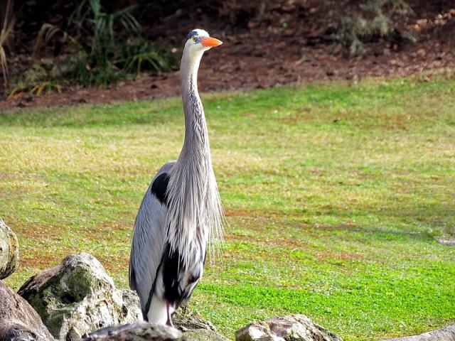 blue heron