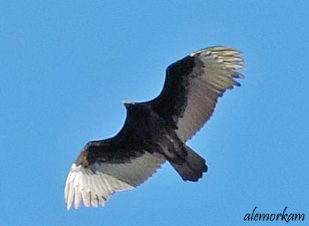 flying