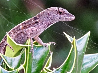 gecko