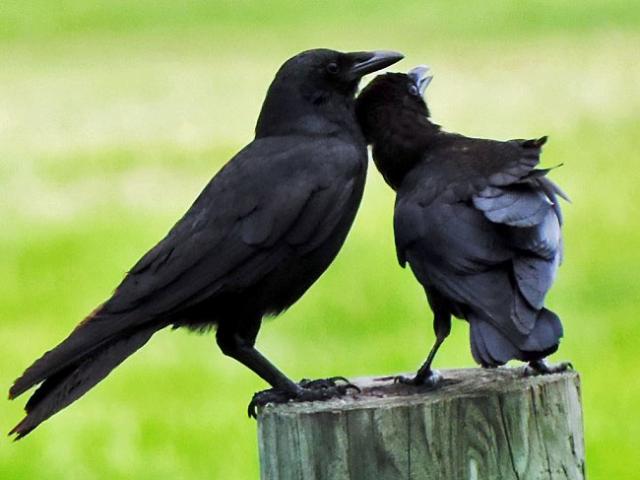 love birds
