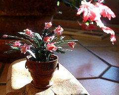 Christmas Cactus - Our real Christmas Cactus is in the background with Mary's mini in the foreground.  This too was made from scratch.