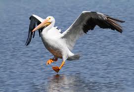 Northern American Pelican on Bonita Pond landing too say hello