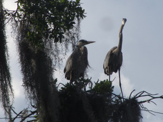 Herons taking it easy