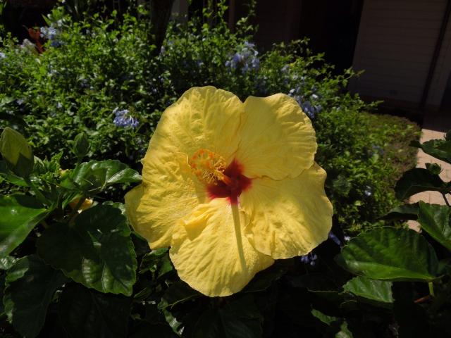 Maui hibiscus