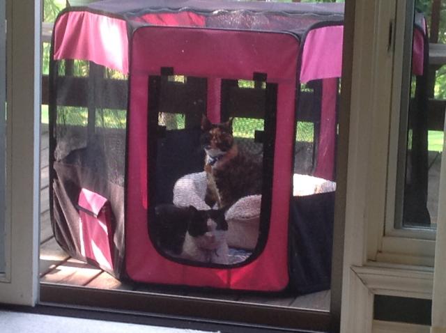 Cats in their tent on our deck!