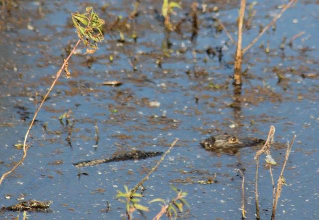 The gator