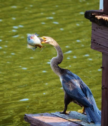 This Anhinga got a small Bass, ate it on our dock!