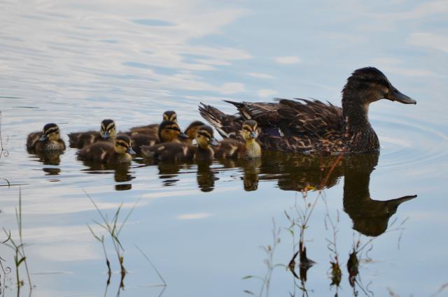 I think all the chicks survived in this brood.