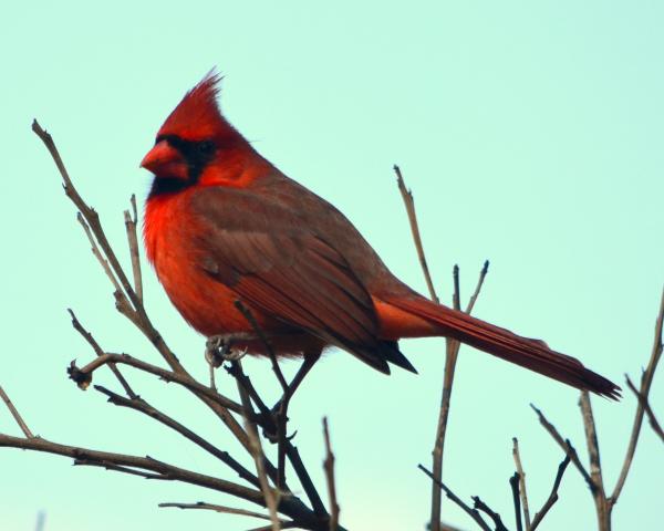 This Cardinal is a regular - nests nearby.