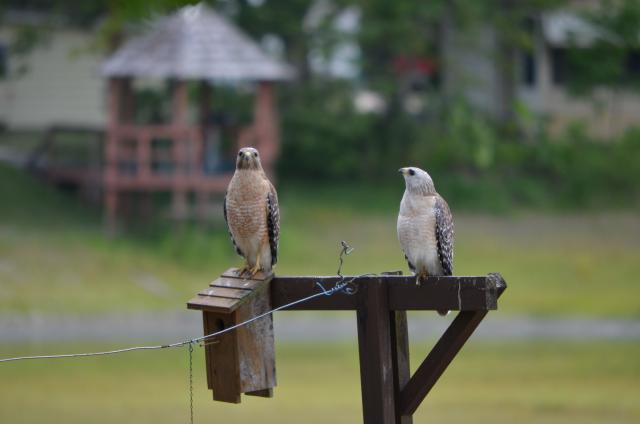 A Red-shouldered hawk and juvenile.