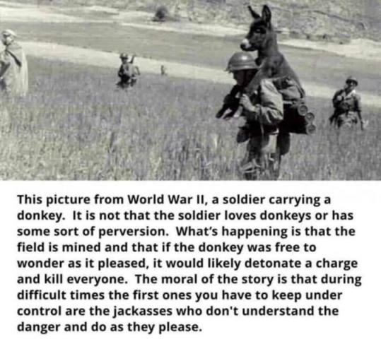 carry donkey
