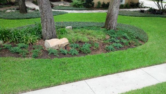 lawn and junipers