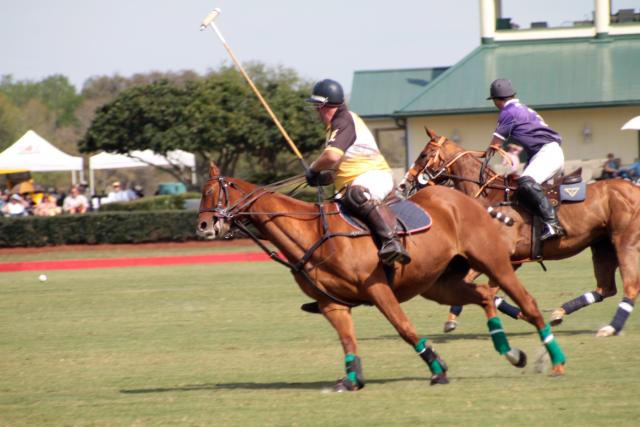 Polo