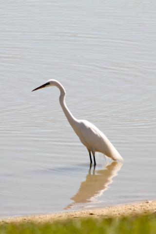Heron