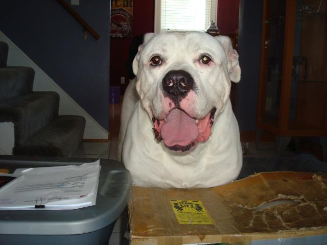 gus ,155 lbs. of love