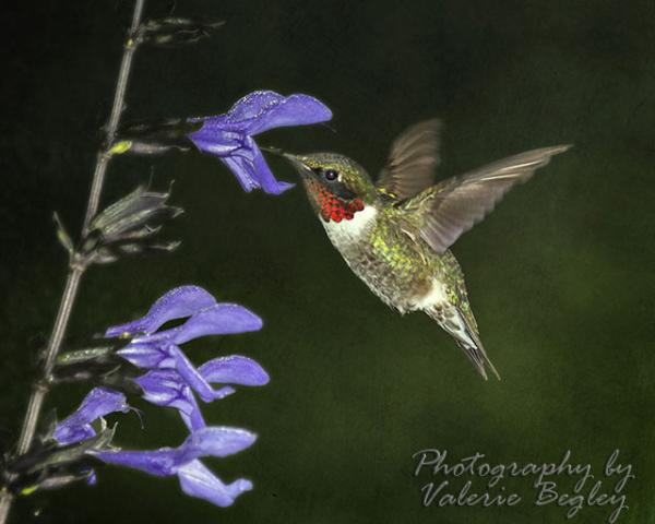 Male ruby throated hummingbird early morning in my garden
