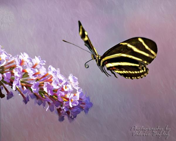 Zebra Longwing butterfly