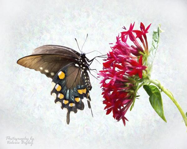 black swallowtail butterfly