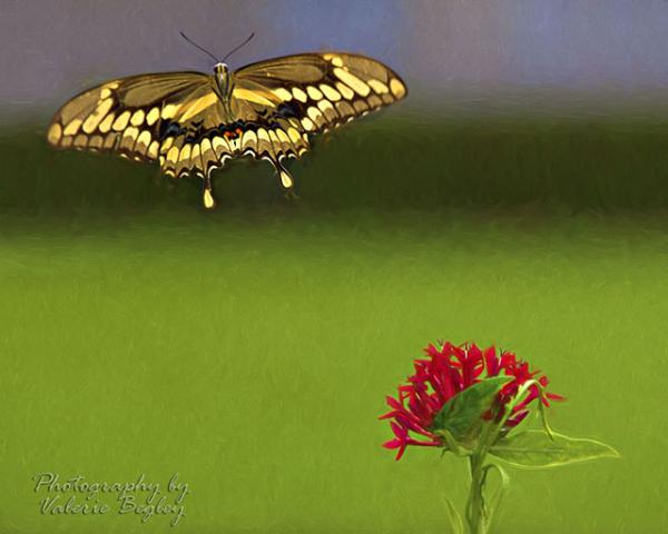 Giant Swallowtail in flignt