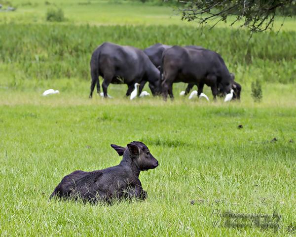 Baby Water Buffalo born August 2 2015