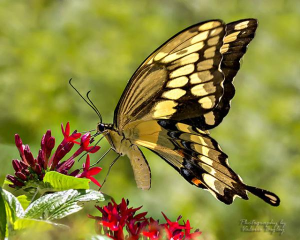 Giant Swallowtail butterfly in my garden Sat Aug. 22, 2015