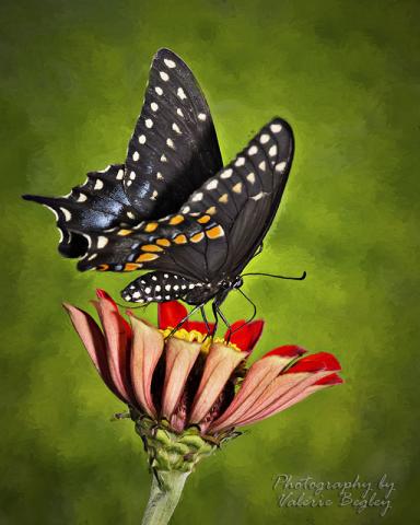 Black Swallowtail on a Zinnia in my yard.