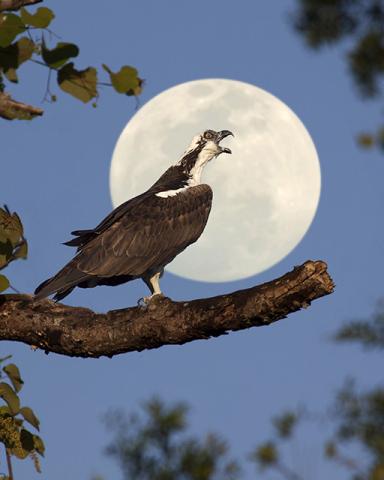 Osprey at Moonrise