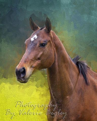 Local Horse