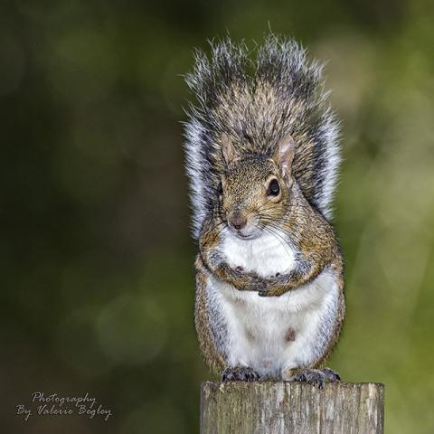 Neighborhood squirrel