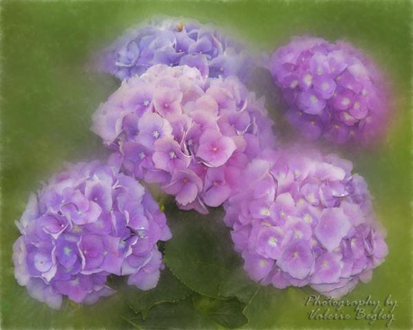 Hydranga Calk pastels