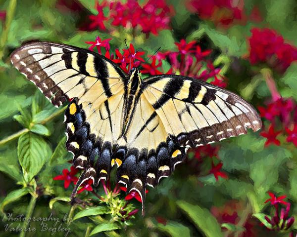 Female Eastern Tiger Swallowtail in my garden