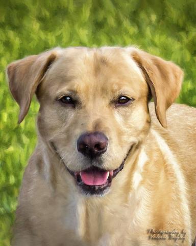 Neighbors dog