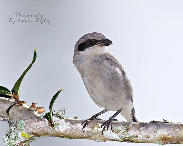 Loggerhead Shrike