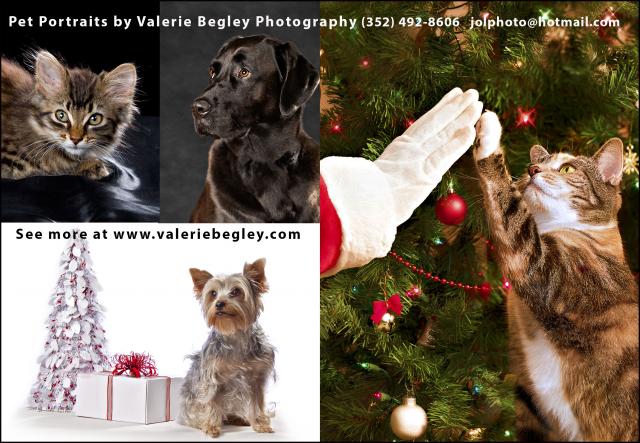 TOTV Christmas pets