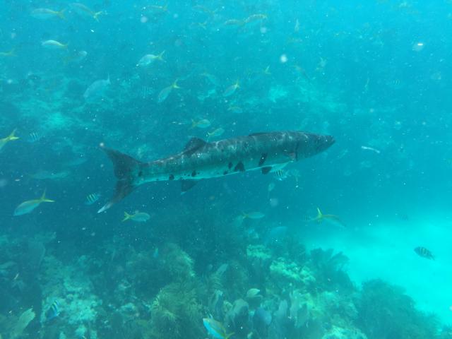 Baracuda.hung out with us for a while