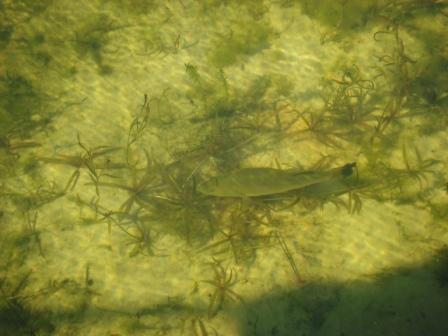 Fish in the lake