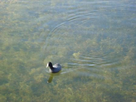Duck ala Lake