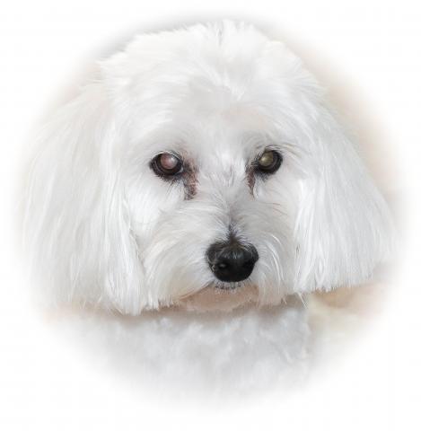 Sophie's Portrait