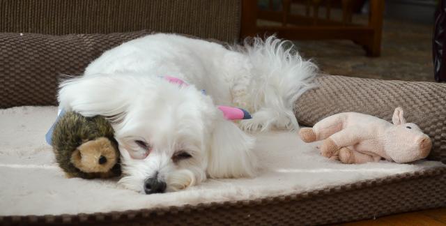 Sophie at rest with her friends.