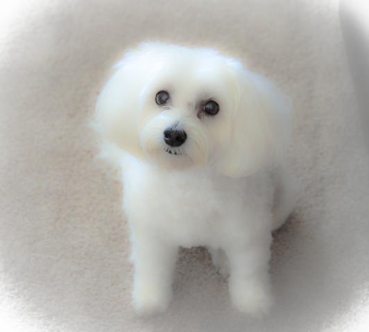 White Princess
